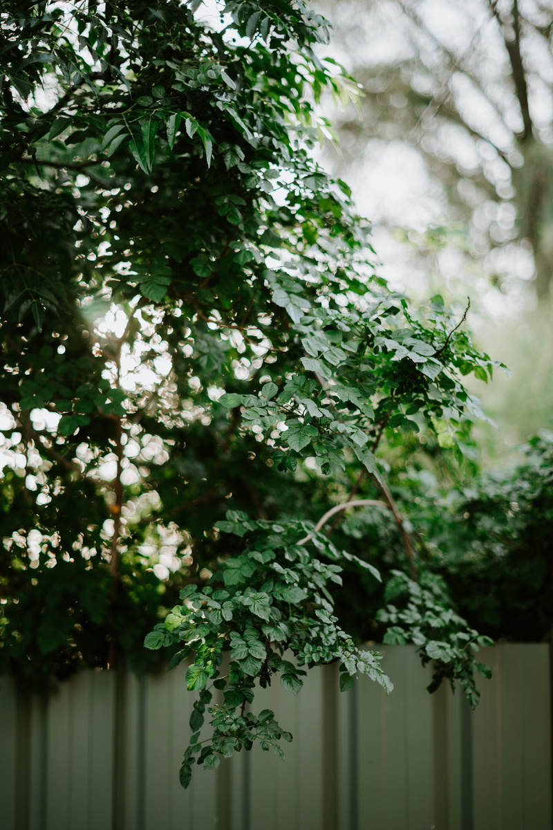 vase, leaf, tree, jar, pottery, arbour, 5K, tree trunk, vulnerability, no people, low angle view, focus on foreground, sunset, warm, branch, growth, fragility