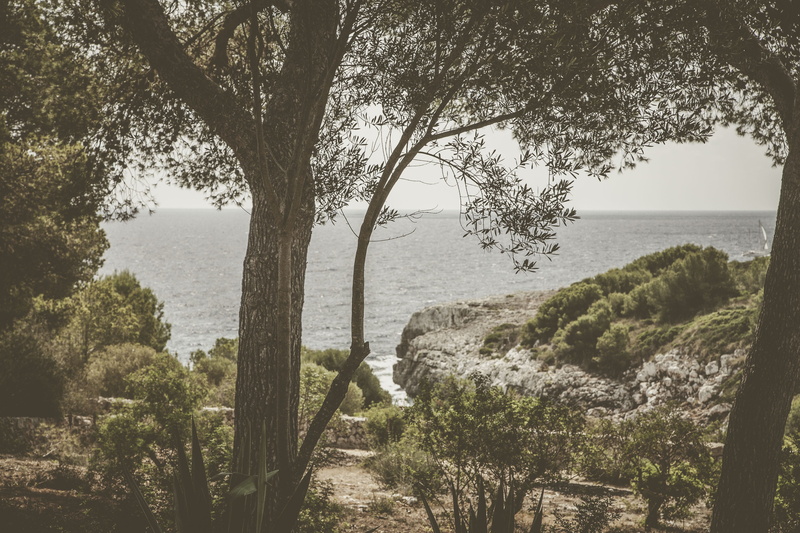 growth, pottery, trunk, tranquil scene, ocean, outdoors, sea, non-urban scene, land, beauty in nature, green, sky, scenics - nature, tree trunk, landscape