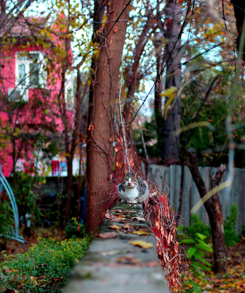 outdoors, jar, one animal, furniture, ground, plant, vertebrate, cat, 2K, pottery, maple, branch, birch, tree, growth, bird feeder, trunk, animal wildlife