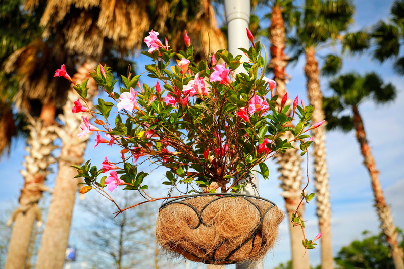 straw, flower arrangement, freshness, hanging, growth, 4K, fragility, tree, countryside, vegetation, nature, flowering plant, decoration, outdoors, herbs
