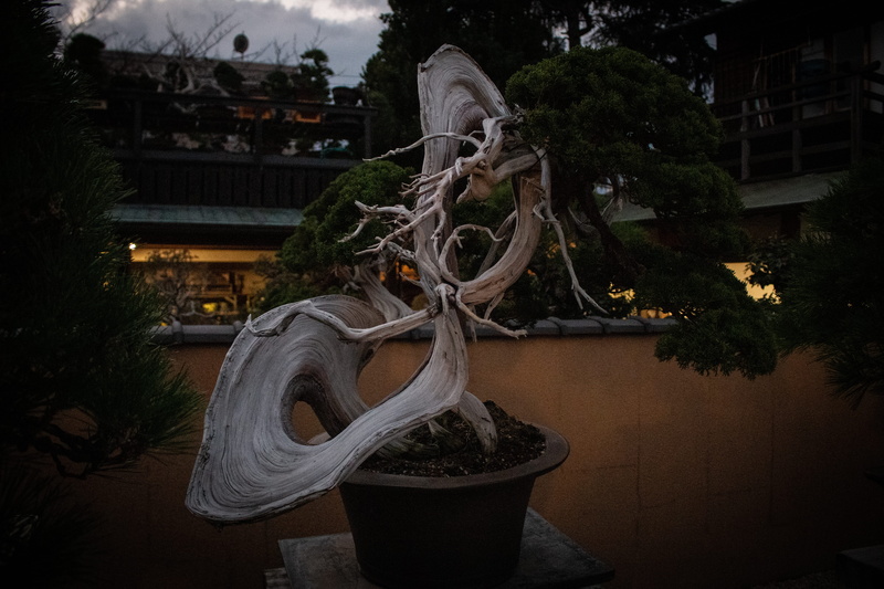 japan, built structure, conifer, craft, animal representation, sculpture, tree trunk, building, japanese, bonsai, pot, crypt, planter, outdoors, trees