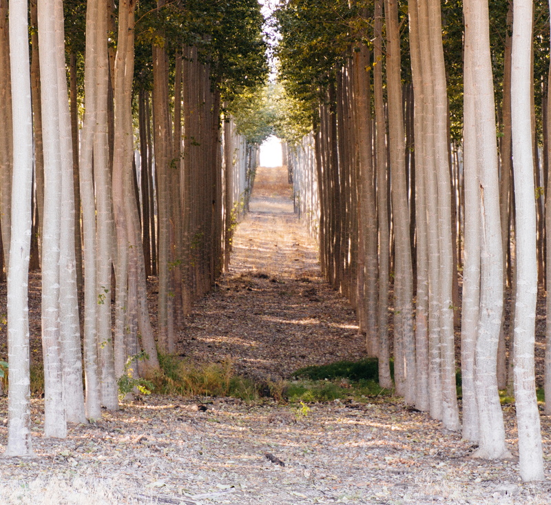 footpath, 2K, line, tree, trunk, gravel, day, oregon, land, planter, united states, pottery, the way forward, vase, tranquility, direction, corridor, potted plant