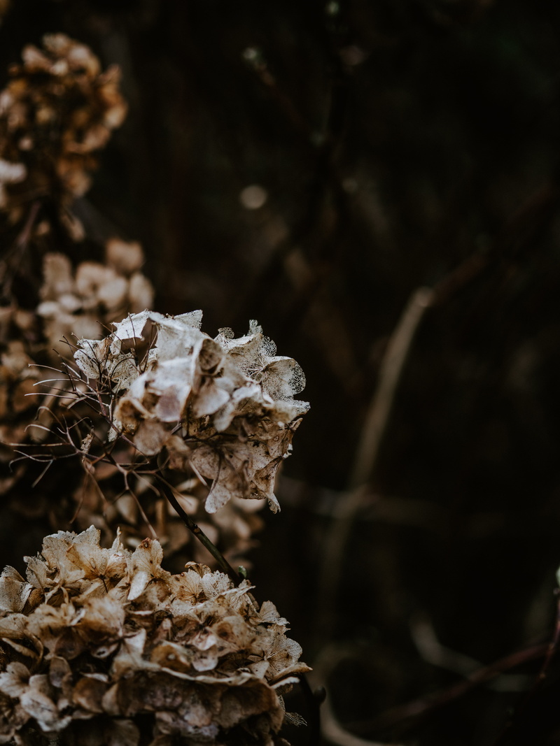 vulnerability, bonsai, tree trunk, close-up, day, potted plant, selective focus, fragility, land, plant, pottery, field, clothing, pollen, 8K, flowering plant