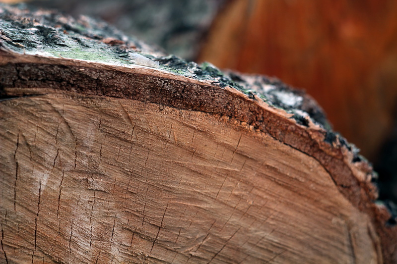 tree, wood - material, no people, forest, plant, timber, backgrounds, close-up, selective focus, trunk, pattern, full frame, nature, tree ring, textured