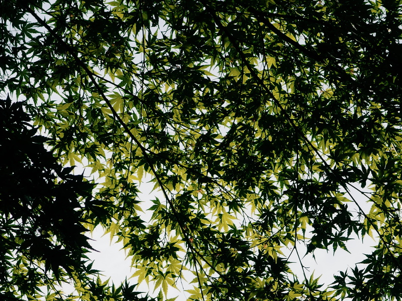 growth, 4K, tree canopy, branch, nature, plant part, white, tranquility, day, vase, moss, acanthaceae, high, no people, willow, sky, animal, blossom, bamboo