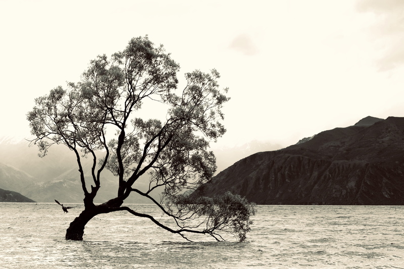 jar, branch, tree trunk, sky, flood, nature, mountain, bird, day, plant, waterfront, non-urban scene, water, tranquility, scenics - nature, outdoors, potted plant