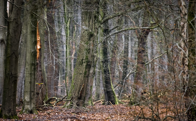 potted plant, 8K, wilderness, branch, pottery, woodland, scenics - nature, grove, beauty in nature, tree, ground, building, housing, tree trunk, jungle