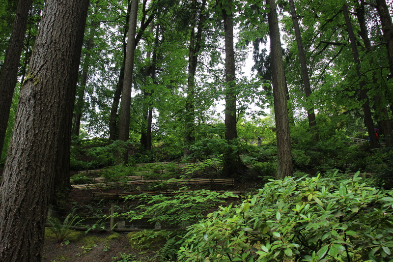 no people, woodland, tranquil scene, tranquility, trunk, jungle, forest, plant, potted plant, redwood, path, grove, 5K, fern, lush foliage, vase, tree trunk