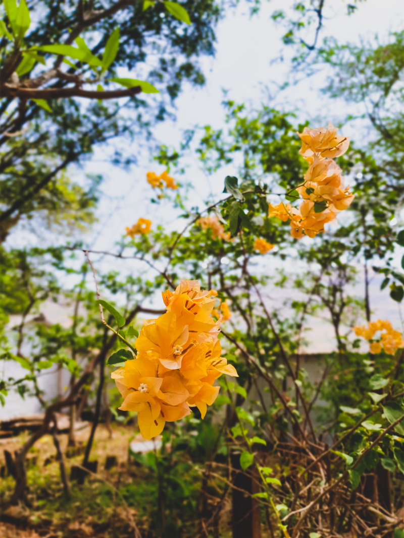 springtime, acanthaceae, vulnerability, nature, inflorescence, blossom, leaf, vase, focus on foreground, tree trunk, gladiolus, botany, jar, fragility