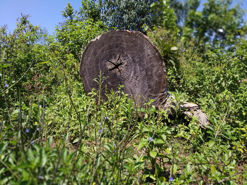 homa bay county, green, pottery, vegetation, tree trunk, herbivorous, beauty in nature, elephant, vase, jungle, bush, animal body part, african elephant