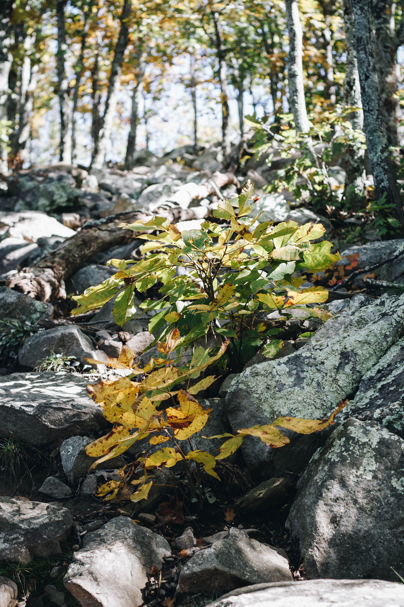abies, ground, growth, focus on foreground, tree, leaf, flowing, blossom, lichen, rubble, 5K, day, forest, tree trunk, nature, jar, planter, slate, no people