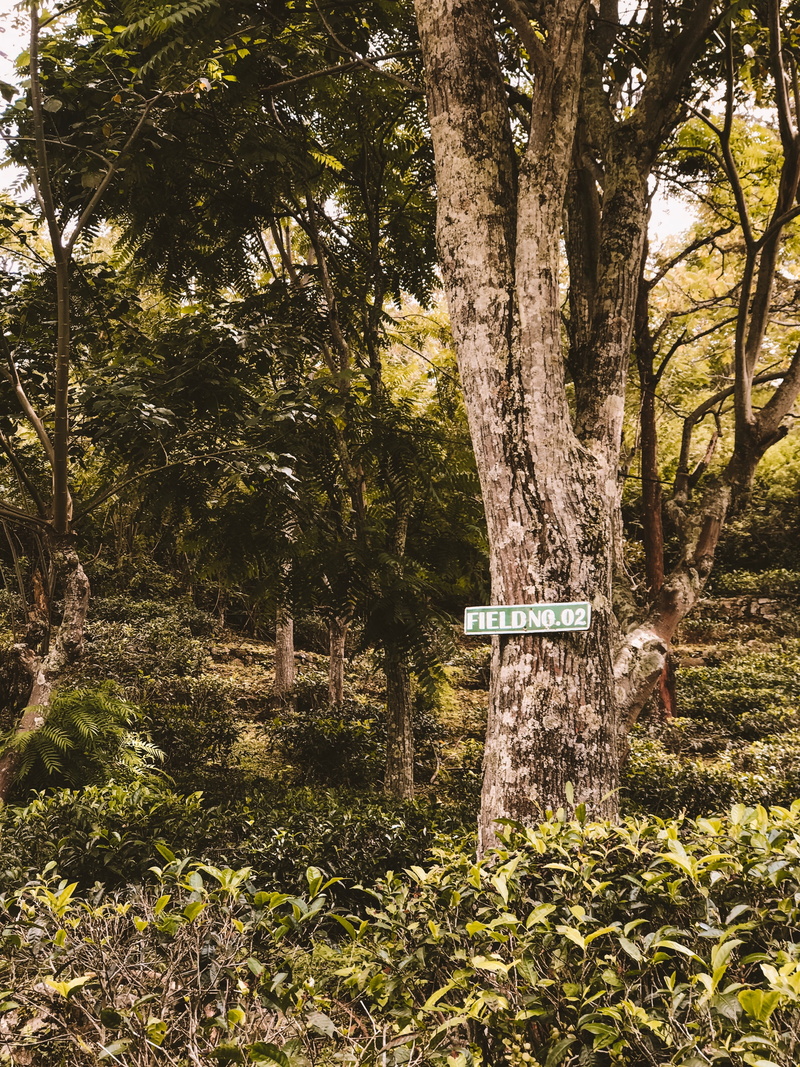 brown, no people, focus, trunk, vase, green color, sunlight, jar, tranquil scene, photography, vegetation, leaf, potted plant, signage, tranquility, garden