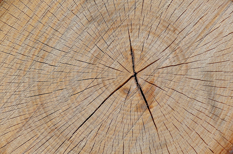 plants, pattern, backgrounds, forest, tree, the structure of the, tree ring, concentric, plant, texture, wooden planks, boards, firewood, wood texture