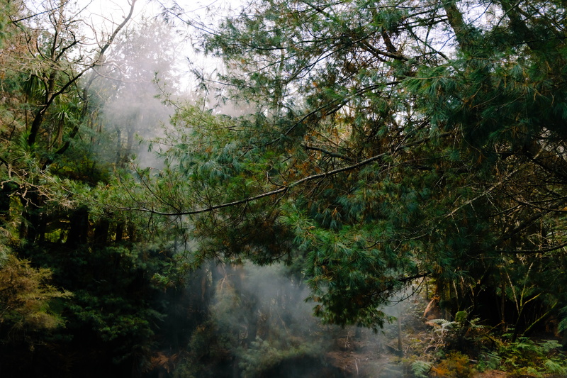 day, scenics - nature, vase, vegetation, tranquility, rainforest, woodland, leaf, plant, environment, 5K, beauty in nature, fog, outdoors, smoke - physical structure