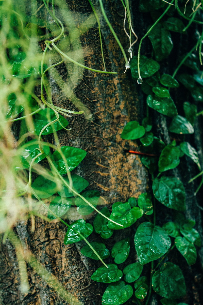 tree trunk, vine, vase, green color, planter, jar, high angle view, pottery, herbal, growth, potted plant, nature, forest, day, tree, land, plant part