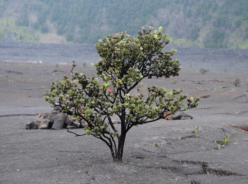 flower arrangement, wood, jar, hawaii, flower, nature, lava field, focus on foreground, tree, volcano field, no people, freshness, ground, big island, 4K