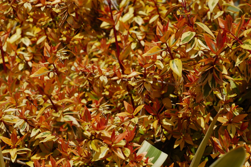 green color, tranquility, close-up, maple, nature, 2K, plant, day, natural condition, flower, maple leaf, growth, autumn, potted plant, paper, art, leaves