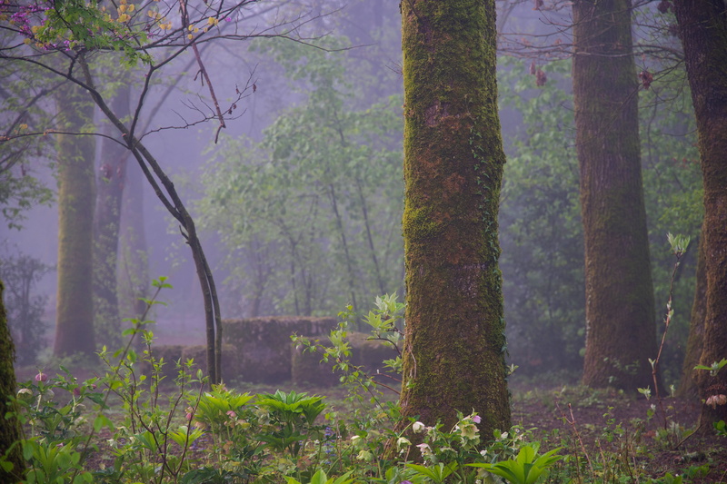 fog, planter, beauty in nature, woodland, stone, scenics - nature, green color, tree trunk, outdoors, 5K, blossom, plant, non-urban scene, flowers, potted plant