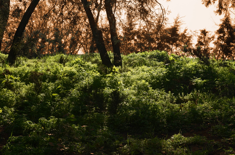 tree, scenics - nature, green, green color, pottery, no people, non-urban scene, fir, slope, tree trunk, branch, growth, vegetation, sunlight, herbs, beauty in nature