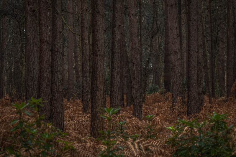 jar, landscape, focus, redwood, trunk, spoke, temple, nature, shrine, fern, 5K, no people, tranquil scene, photography, herbs, pine woodland, non-urban scene