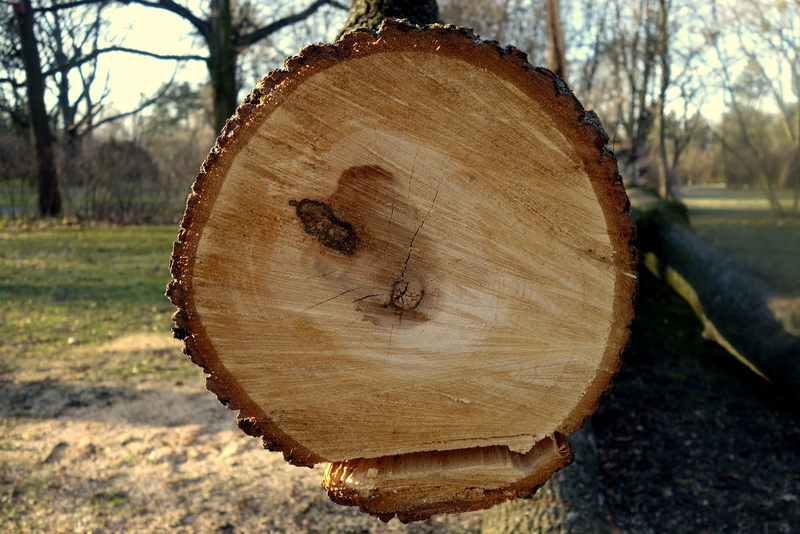 brown, forest, the bark, geometric shape, timber, plant, tree, cross section of the trunk, rings of a tree, land, wood, deforestation, outdoors, trunk