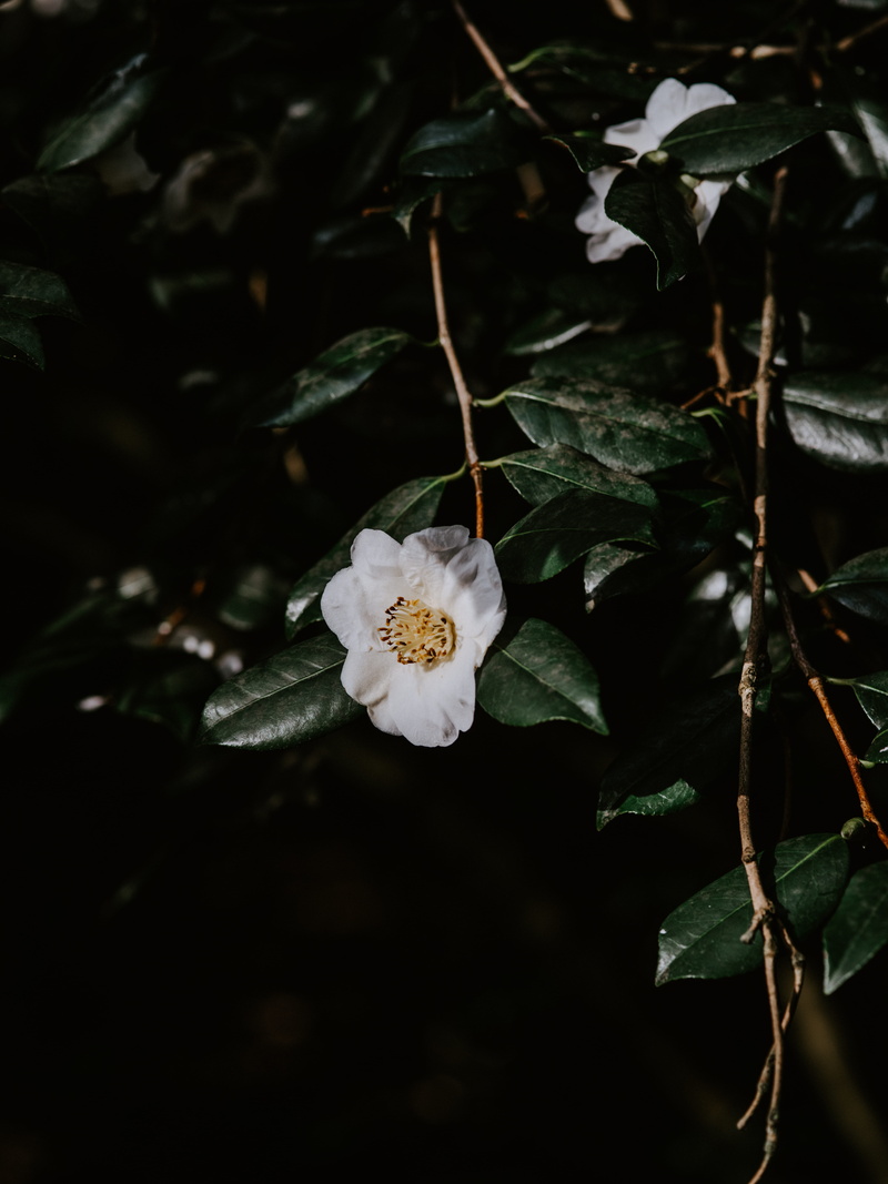 photography, selective, hibiscus, pottery, handrail, vulnerability, potted plant, leaf, pollen, tree trunk, 8K, jar, banister, flowering plant, beauty in nature