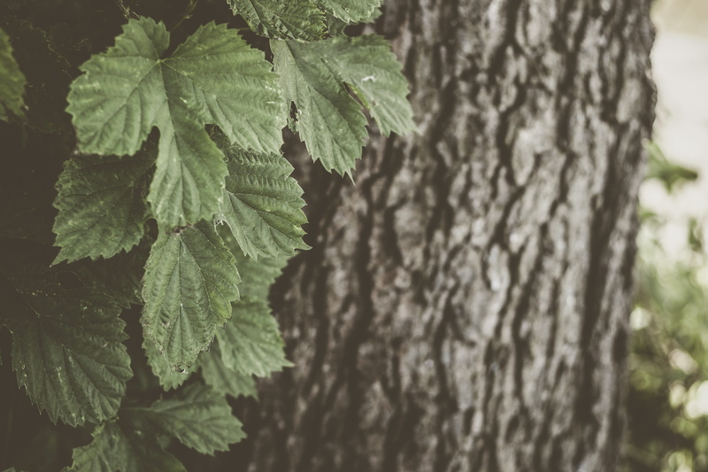 textured, tree trunk, close-up, annonaceae, pattern, tranquility, no people, jar, geranium, flower, herbs, 2K, fern, green, herbal, trunk, outdoors, leafed