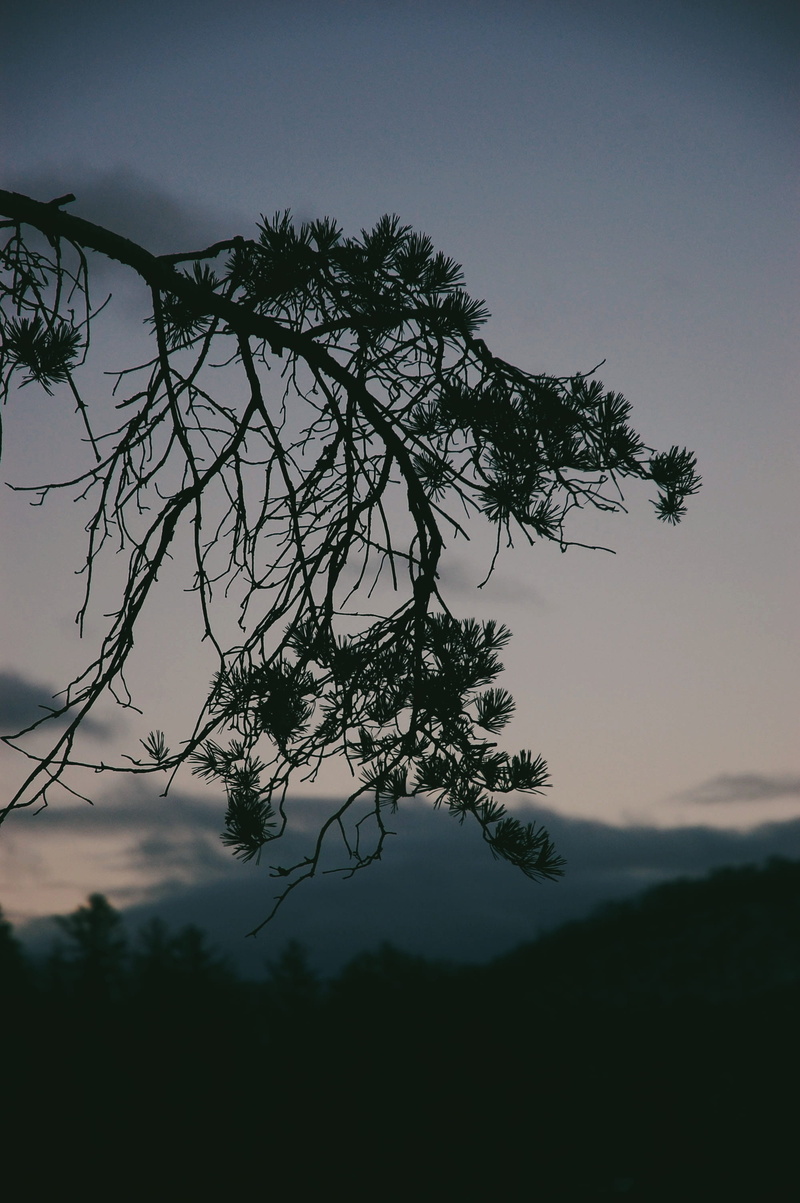 outdoors, 2K, tranquil scene, idyllic, tree trunk, outer space, trees, tree, branch, pine, sky, dusk, no people, growth, cloud - sky, fir, larch, night