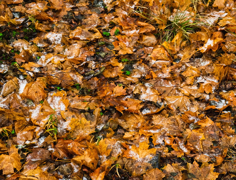 jar, maple leaf, asphalt, full frame, tree, outdoors, backgrounds, change, falling, no people, lichen, birch, dry, close-up, land, brown, leaf, autumn