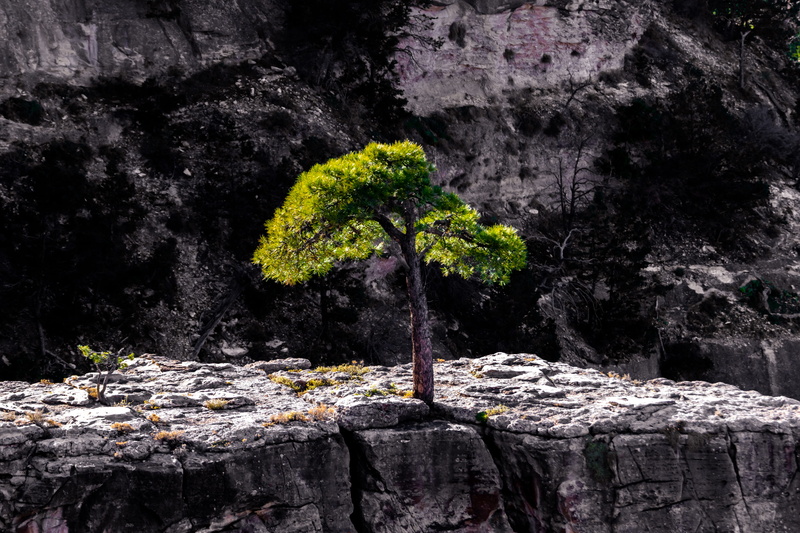 soil, tree, rubble, trunk, bark, forest, flagstone, mesa, environment, tree trunk, rocky, outdoors, spruce, tranquility, cliff, rock, tranquil scene, 5K