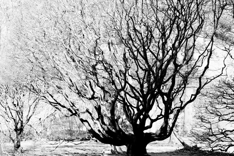 pottery, sky, frost, bench, bare tree, scenics - nature, trunk, sycamore, nature, tree trunk, leaf, snow, outdoors, no people, tree, day, branch, annonaceae