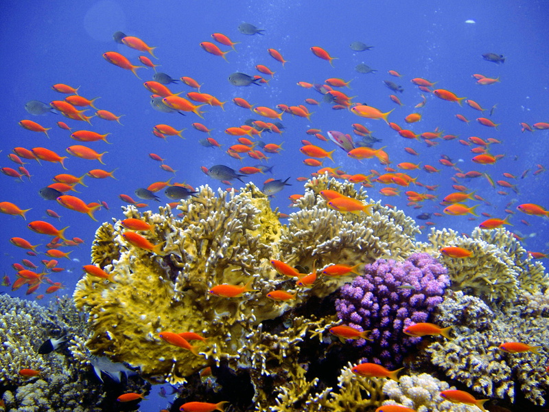 1080P, vertebrate, underwater world, swimming, school, ecosystem, marine, water, undersea, animal, nature, animal wildlife, group of animals, multi Colored