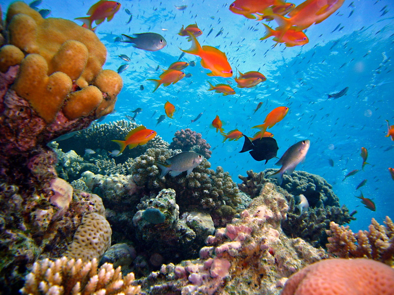 close, coral reef, creature, group of animals, school of fish, undersea, marine, fauna, fish, underwater, banners harsh, colorful, no people, underwater world