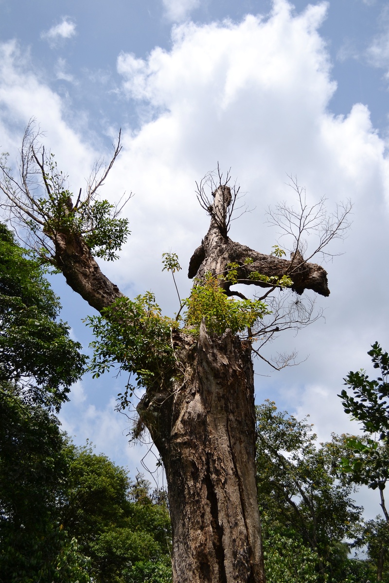 branch, beauty in nature, nature, cloud - sky, no people, plants, growth, sky, sri lanka, outdoors, non-urban scene, tree Trunk, dried tree, hard, peradeniya