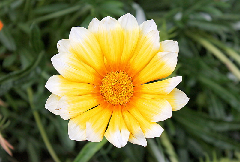 pollen, no people, outdoors, gazania, freshness, petal, nature, fragility, turkey, focus on foreground, gazania harsh, flower, flower head, day, 2K, vulnerability