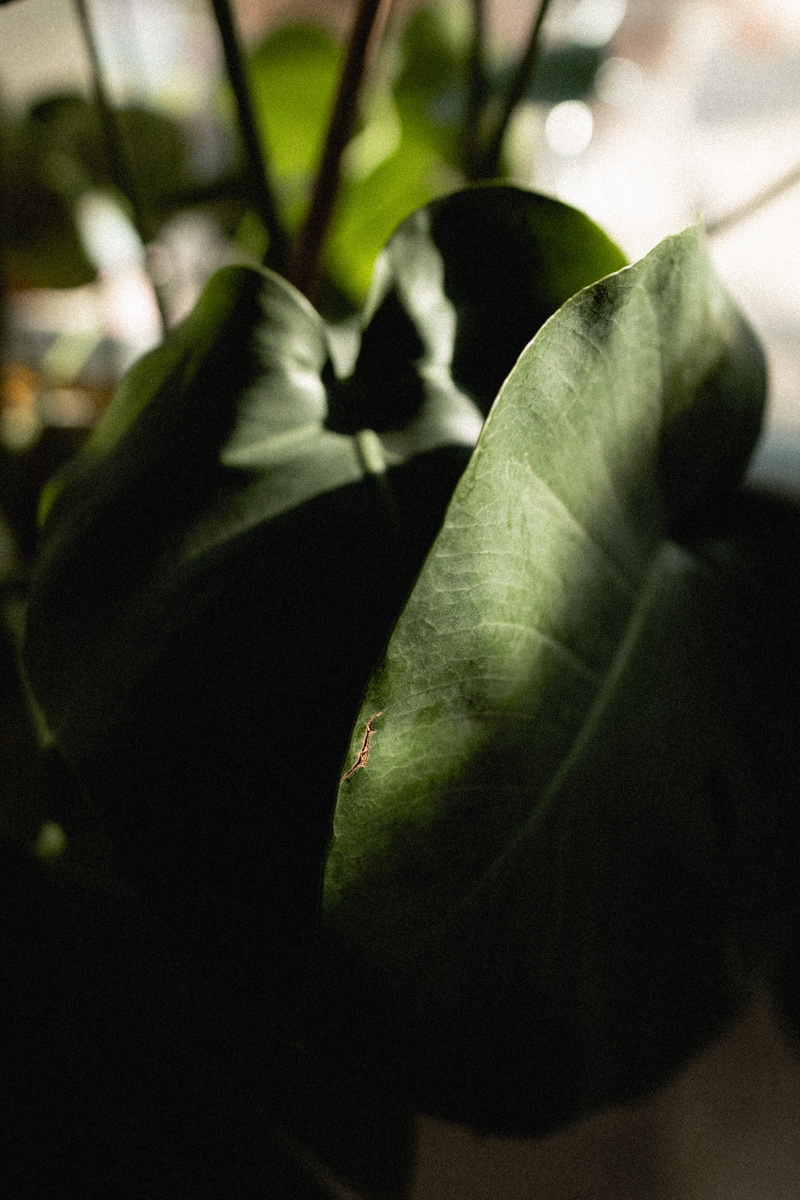 citrus fruit, human, beauty in nature, leaf, blossom, no people, flowering plant, plant, wellness, petal, inflorescence, office, growth, food, vegan, focus on foreground