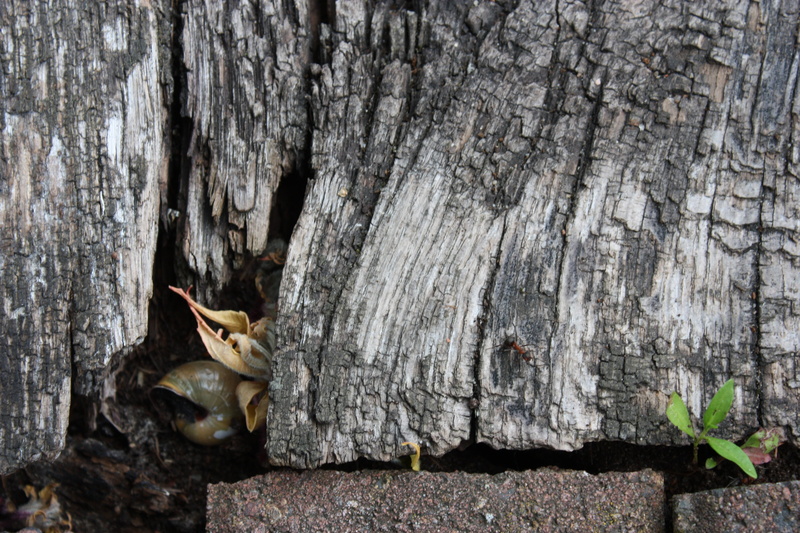 decay, plank, bar, chairs, wood, root, dead tree, panels, antique, 4K, representation, bohle, sit, bark, bohlen, old, brown, seat, plant, one animal, flora