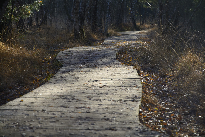 5K, rest, idyllic, diminishing perspective, bohlen, path, landscape, trunk, growth, tranquil scene, tree, sunlight, wooden planks, alone, atmospheric