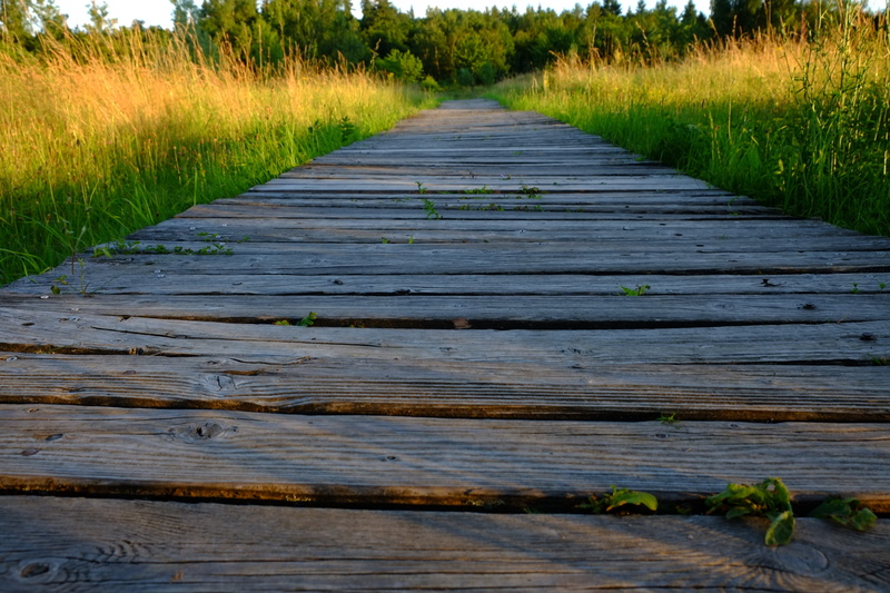 nature, natural product, landscape, agriculture, oberflaeche, summer, Grain, outdoors, plant, Board, weathered, wood - material, hiking, crop, no people