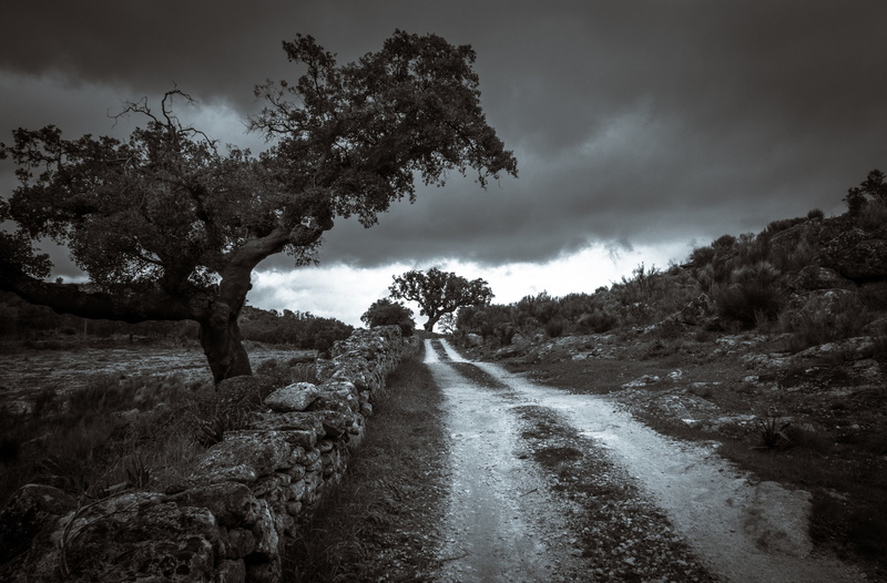 Natural Park, Storm, Natural, Road, Black and White, cork, environment, Alentejo, direction, canonpowershot, blackandwhite, growth, 2K, Landscape, Scene
