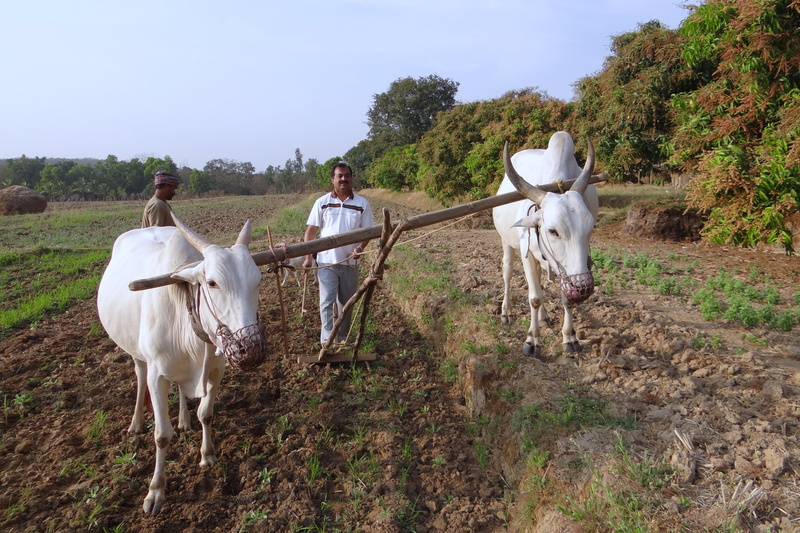 plough, landscape, agriculture, animal wildlife, ox-plough, cow, india, men, animal, rural, rural Scene, livestock, farmer, field, ox plough, tiller, outdoors