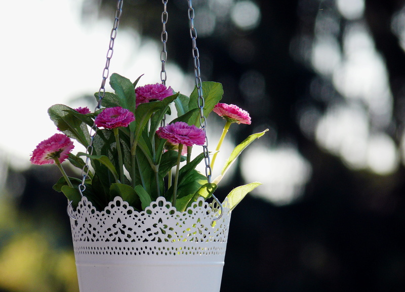 leaf, beauty in nature, focus on foreground, flowerpot, bunch of flowers, flower head, vulnerability, freshness, flower, flowering plant, pink, garden