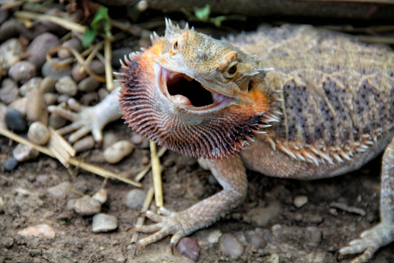 excited, sea, animal mouth, animal head, animals in the wild, bearded dragon, reptile, 1080P, day, marine, dangerous, no people, lizard, nervous, vertebrate