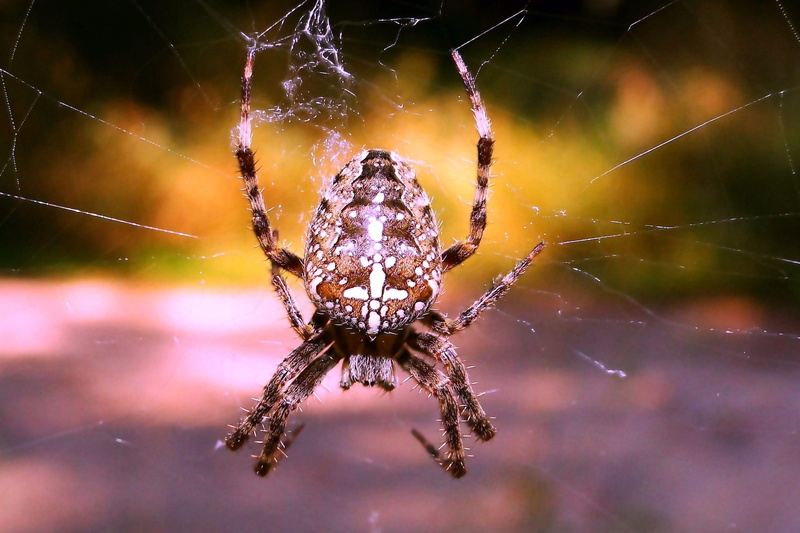 zoology, invertebrate, female, spider, animals in the wild, spiders web, one animal, the fear, at the court of, insect, 2K, animal leg, creepy, macro