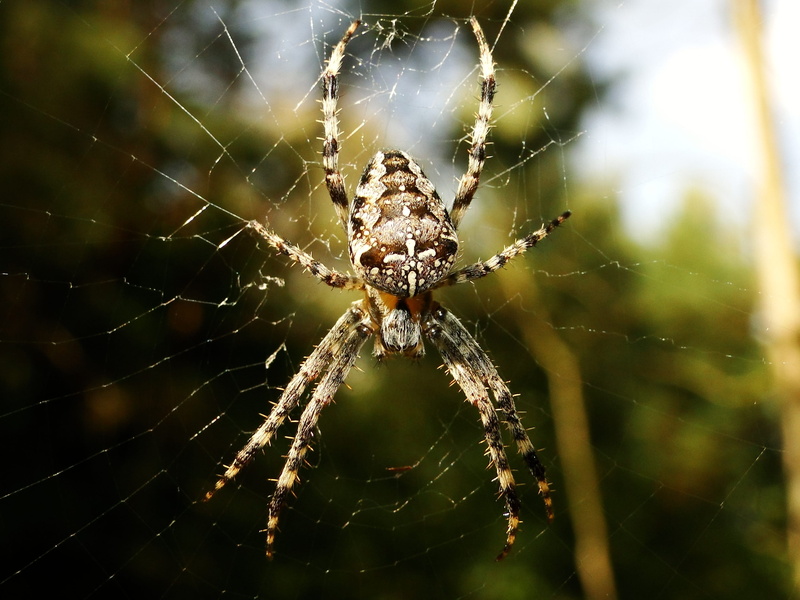 focus on foreground, nervous, spiders web, spider web, 2K, outdoors, insect, creepy, vulnerability, close-up, animal themes, fragility, invertebrates