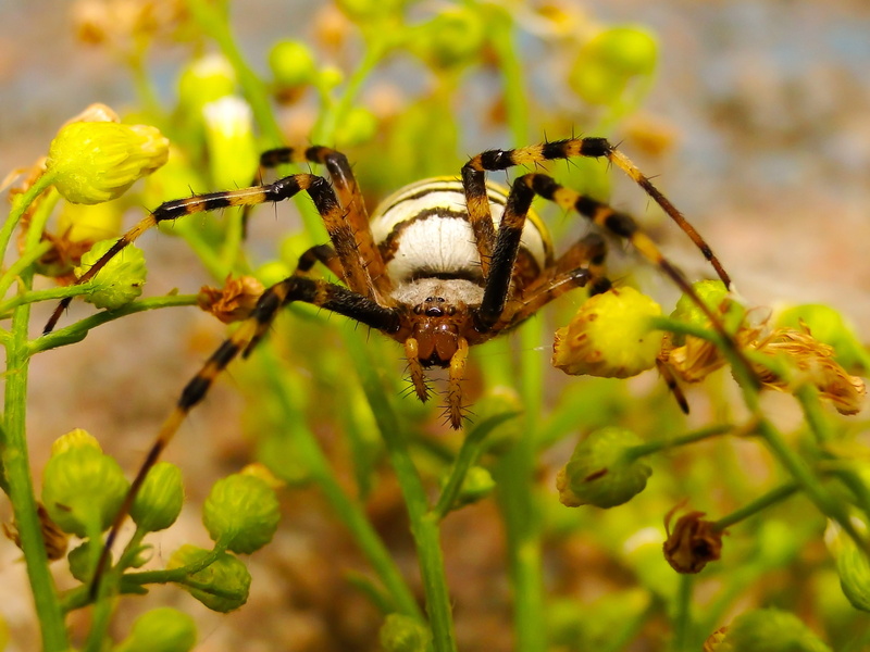 outdoors, animal wildlife, closeup, invertebrate, scary, nature, tygrzyk paskowany, animals, no people, insect, beauty in nature, biology, one animal, focus on foreground