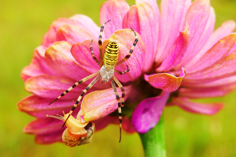 color, spider, garden, petal, outdoors, arthropods, plant, phobia, animals, lawn, one animal, tygrzyk paskowany, arachnid, animals in the wild, pollen