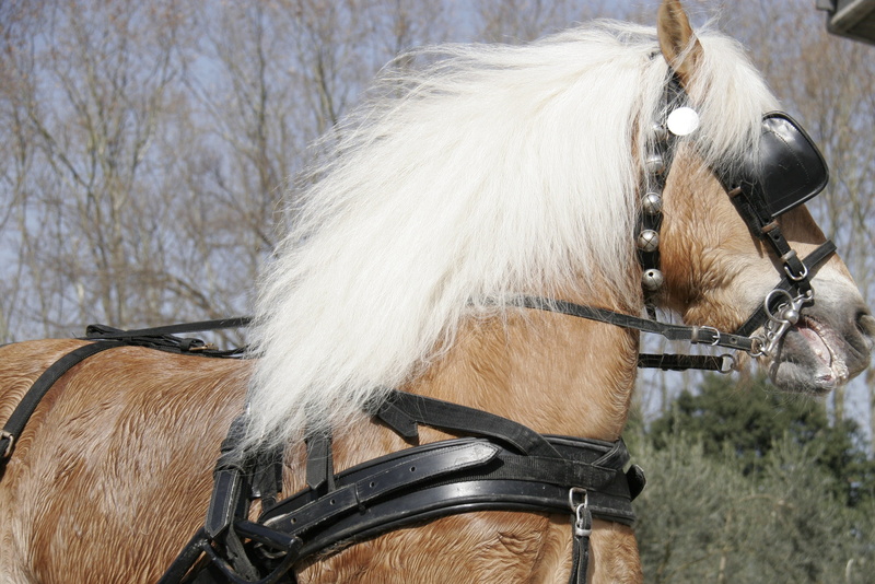 livestock, animal hair, herbivorous, white color, animal, horsehair, bridle, focus on foreground, horse, pets, mammal, vertebrate, animal wildlife, animal head