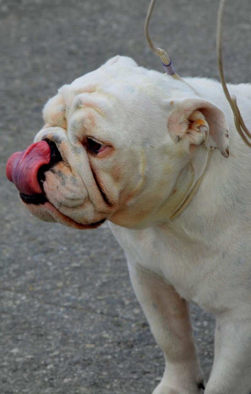 portrait, nervous, no people, domestic animals, english, close-up, bulldog, focus on foreground, signals, 2K, domestic, small, canine, outdoors, animal body part
