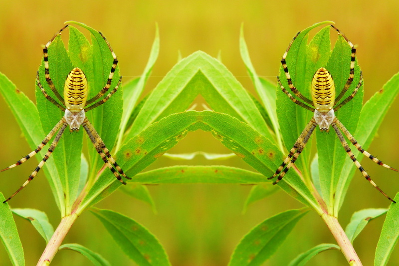 selective focus, leaf, 2K, plant, day, insect, scary, creepy, plant part, alive, invertebrates, at the court of, close-up, the environment, animal wildlife